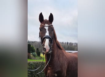 Duits sportpaard, Ruin, 5 Jaar, 165 cm, Donkere-vos