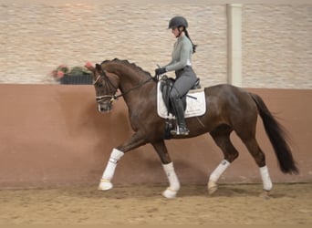Duits sportpaard, Ruin, 5 Jaar, 165 cm, Donkere-vos