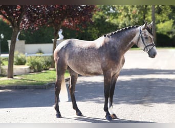 Duits sportpaard, Ruin, 5 Jaar, 165 cm, Schimmel