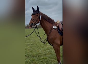 Duits sportpaard, Ruin, 5 Jaar, 165 cm, Vos