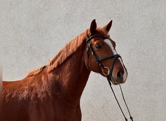 Duits sportpaard, Ruin, 5 Jaar, 165 cm, Vos