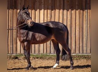 Duits sportpaard, Ruin, 5 Jaar, 166 cm, Donkerbruin