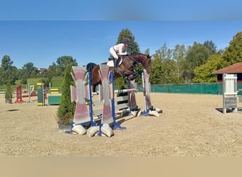 Duits sportpaard, Ruin, 5 Jaar, 166 cm, Donkerbruin