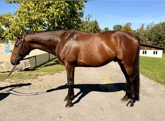 Duits sportpaard, Ruin, 5 Jaar, 166 cm, Donkerbruin