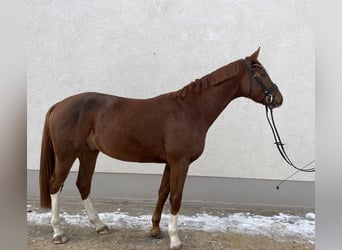 Duits sportpaard, Ruin, 5 Jaar, 166 cm, Vos