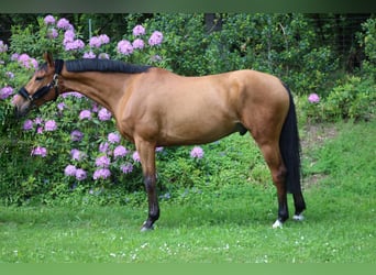 Duits sportpaard, Ruin, 5 Jaar, 167 cm, Brauner