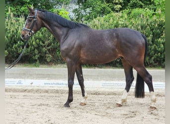 Duits sportpaard, Ruin, 5 Jaar, 167 cm, Donkerbruin