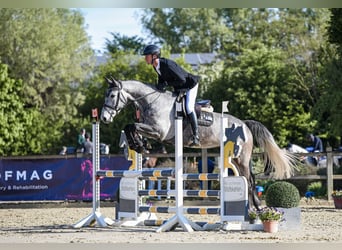 Duits sportpaard, Ruin, 5 Jaar, 167 cm, Schimmel
