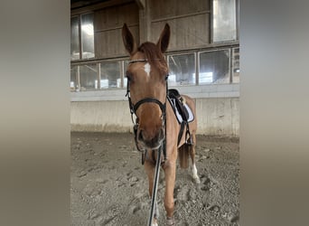 Duits sportpaard, Ruin, 5 Jaar, 167 cm, Vos