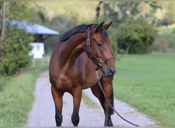 Duits sportpaard, Ruin, 5 Jaar, 168 cm, Bruin