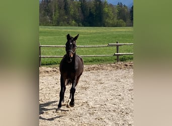 Duits sportpaard, Ruin, 5 Jaar, 168 cm, Donkerbruin