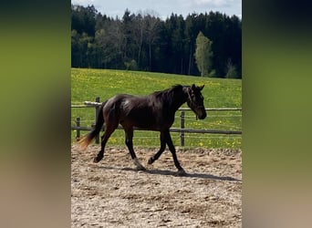 Duits sportpaard, Ruin, 5 Jaar, 168 cm, Donkerbruin