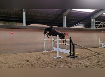 Duits sportpaard, Ruin, 5 Jaar, 168 cm, Donkerbruin