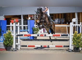 Duits sportpaard, Ruin, 5 Jaar, 168 cm, Donkerbruin