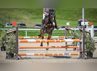 Duits sportpaard, Ruin, 5 Jaar, 168 cm, Donkerbruin