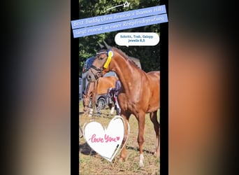 Duits sportpaard, Ruin, 5 Jaar, 168 cm, Donkere-vos