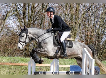 Duits sportpaard, Ruin, 5 Jaar, 168 cm, Schimmel