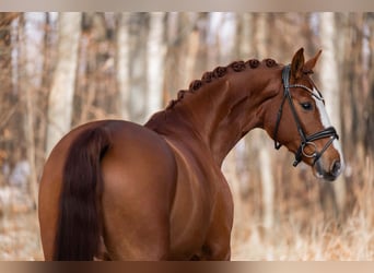 Duits sportpaard, Ruin, 5 Jaar, 168 cm, Vos