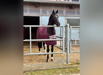 Duits sportpaard, Ruin, 5 Jaar, 168 cm, Zwart