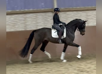 Duits sportpaard, Ruin, 5 Jaar, 169 cm, Bruin