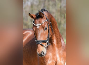 Duits sportpaard, Ruin, 5 Jaar, 169 cm, Bruin