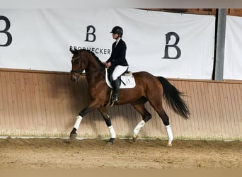 Duits sportpaard, Ruin, 5 Jaar, 169 cm, Bruin