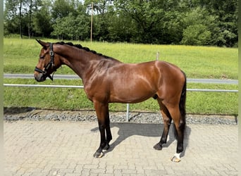 Duits sportpaard, Ruin, 5 Jaar, 169 cm, Bruin