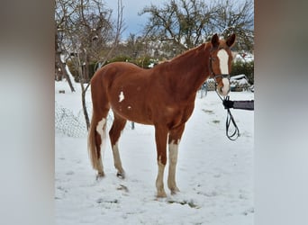 Duits sportpaard, Ruin, 5 Jaar, 169 cm, Vos