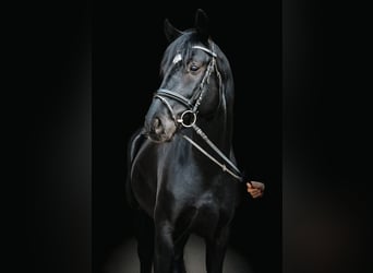 Duits sportpaard, Ruin, 5 Jaar, 169 cm, Zwart