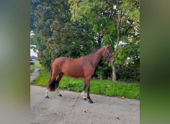 Duits sportpaard, Ruin, 5 Jaar, 170 cm, Bruin