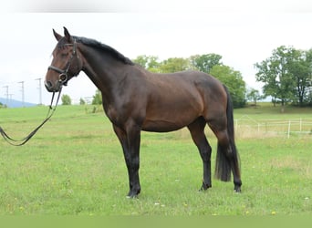Duits sportpaard, Ruin, 5 Jaar, 170 cm, Donkerbruin