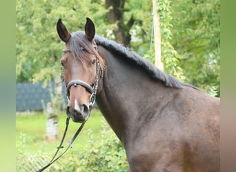 Duits sportpaard, Ruin, 5 Jaar, 170 cm, Donkerbruin