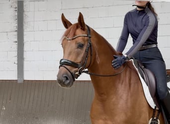 Duits sportpaard, Ruin, 5 Jaar, 170 cm, Donkere-vos