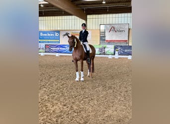 Duits sportpaard, Ruin, 5 Jaar, 170 cm, Donkere-vos