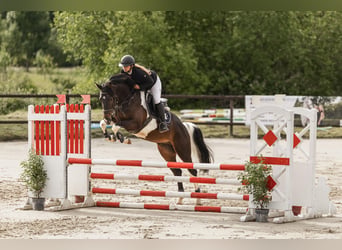 Duits sportpaard, Ruin, 5 Jaar, 170 cm, Gevlekt-paard