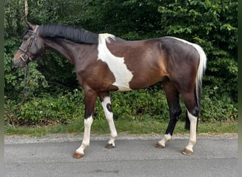 Duits sportpaard, Ruin, 5 Jaar, 170 cm, Gevlekt-paard