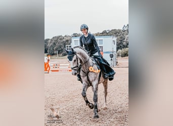 Deutsches Sportpferd, Wallach, 5 Jahre, 170 cm, Schimmel