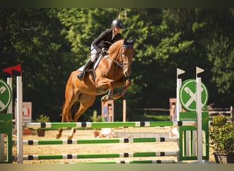 Duits sportpaard, Ruin, 5 Jaar, 170 cm, Vos