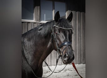 Duits sportpaard, Ruin, 5 Jaar, 170 cm, Zwart