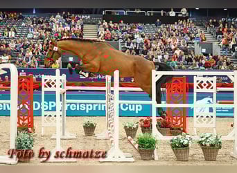 Duits sportpaard, Ruin, 5 Jaar, 171 cm, Bruin