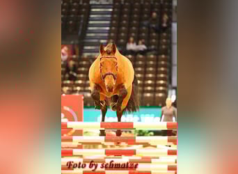 Duits sportpaard, Ruin, 5 Jaar, 171 cm, Bruin