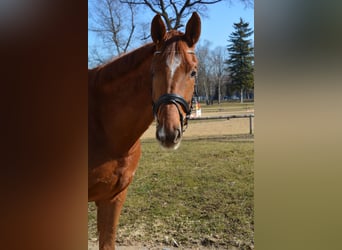 Duits sportpaard, Ruin, 5 Jaar, 171 cm, Donkere-vos