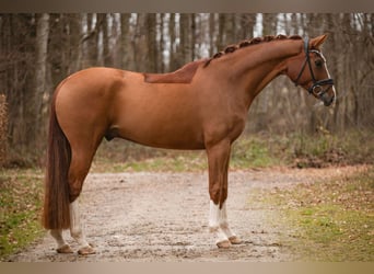 Duits sportpaard, Ruin, 5 Jaar, 171 cm, Vos