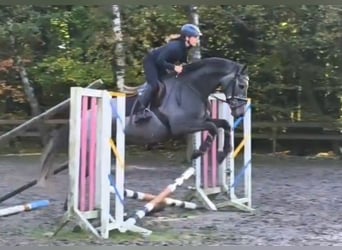 Duits sportpaard, Ruin, 5 Jaar, 171 cm, Zwartschimmel