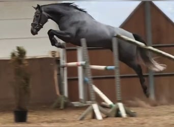 Duits sportpaard, Ruin, 5 Jaar, 171 cm, Zwartschimmel