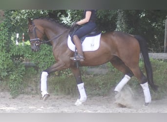 Duits sportpaard, Ruin, 5 Jaar, 172 cm, Bruin