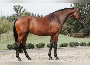 Duits sportpaard, Ruin, 5 Jaar, 172 cm, Bruin