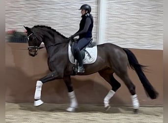 Duits sportpaard, Ruin, 5 Jaar, 172 cm, Bruin