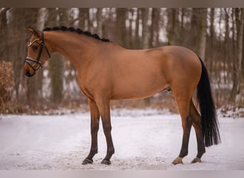 Duits sportpaard, Ruin, 5 Jaar, 173 cm, Lichtbruin