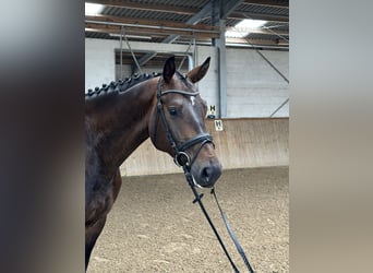 Duits sportpaard, Ruin, 5 Jaar, 174 cm, Donkerbruin